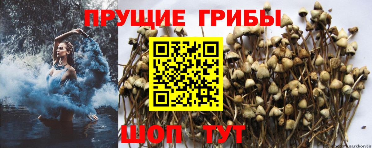 Галлюциногенные грибы Psilocybine cubensis  Вход с VPN  купить   Менделеевск 